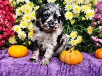 SPRINGER, a male Goldendoodle for sale in Pomona, MO – 1 of 5