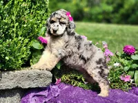 Skye-AKC, a female Poodle - Multi-Colored Standard and Poodle - Standard  for sale in Pomona, MO – 4 of 4