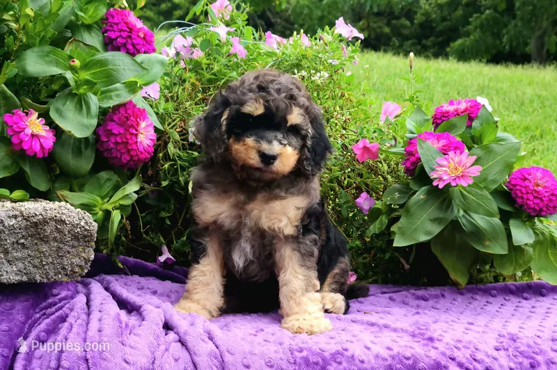 Stone-AKC – Poodle - Multi-Colored Standard, Poodle - Standard  puppy for sale in Pomona, MO