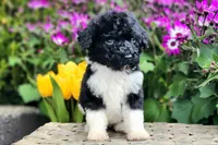 Meringue, a female Poodle - Multi-Colored Standard and Poodle - Standard  for sale in Pomona, MO – Photo 6 of 6