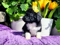 Meringue, a female Poodle - Multi-Colored Standard and Poodle - Standard  for sale in Pomona, MO – Photo 4 of 6
