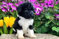 Meringue, a female Poodle - Multi-Colored Standard and Poodle - Standard  for sale in Pomona, MO – Photo 1 of 6