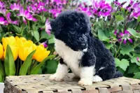 Meringue, a female Poodle - Multi-Colored Standard and Poodle - Standard  for sale in Pomona, MO – Photo 5 of 6