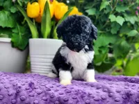 Meringue, a female Poodle - Multi-Colored Standard and Poodle - Standard  for sale in Pomona, MO – Photo 2 of 6