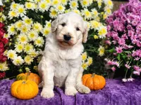 WILKOS, a male Goldendoodle for sale in Pomona, MO – 3 of 6