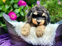Stone-AKC, a male Poodle - Multi-Colored Standard and Poodle - Standard  for sale in Pomona, MO – 5 of 5