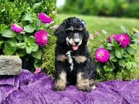 Ember-AKC, a female Poodle - Multi-Colored Standard and Poodle - Standard  for sale in Pomona, MO – 2 of 2