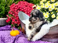 SPRINGER, a male Goldendoodle for sale in Pomona, MO – 3 of 5