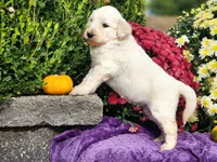 WILKOS, a male Goldendoodle for sale in Pomona, MO – 5 of 6