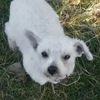 Bear, a male Bichon Frise and Pembroke Welsh Corgi for sale in Fairbank, IA – Photo 6 of 7