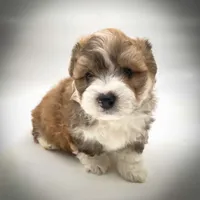Bear, a male Bichon Frise and Pembroke Welsh Corgi for sale in Fairbank, IA – Photo 1 of 7