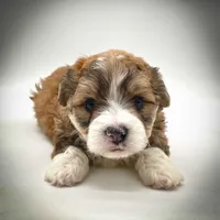 Bear, a male Bichon Frise and Pembroke Welsh Corgi for sale in Fairbank, IA – Photo 2 of 7