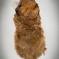 Bear, a male Bichon Frise and Pembroke Welsh Corgi for sale in Fairbank, IA – Photo 3 of 7