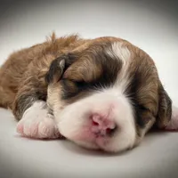 Bear, a male Bichon Frise and Pembroke Welsh Corgi for sale in Fairbank, IA – Photo 4 of 7