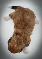 processed/cf75b238-bf96-4b42-8885-912779923887/listing/2cb780e6-8ce5-4be8-931f-5e9fb8ba415f/ccd0e7b3-15cc-4a46-8c23-530fd4ec62ae