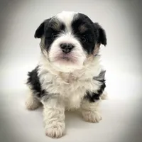 Rosie, a female Bichon Frise and Pembroke Welsh Corgi for sale in Fairbank, IA – Photo 2 of 7