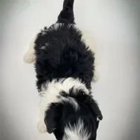 Rosie, a female Bichon Frise and Pembroke Welsh Corgi for sale in Fairbank, IA – Photo 3 of 7