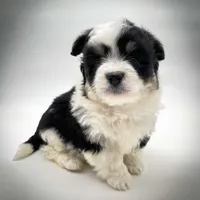 Rosie, a female Bichon Frise and Pembroke Welsh Corgi for sale in Fairbank, IA – Photo 1 of 7