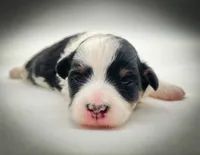 processed/cf75b238-bf96-4b42-8885-912779923887/listing/626903fa-207c-4570-a048-b37b8e1d4725/ce2dbccb-69a5-4802-8652-e5f2d20f8946