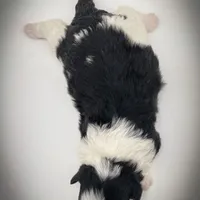 Rosie, a female Bichon Frise and Pembroke Welsh Corgi for sale in Fairbank, IA – Photo 5 of 7