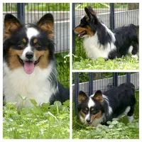 Rosie, a female Bichon Frise and Pembroke Welsh Corgi for sale in Fairbank, IA – Photo 7 of 7