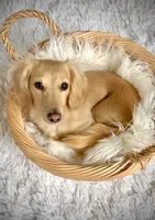 Ranger, a male Miniature Dachshund for sale in Fairbank, IA – Photo 6 of 7