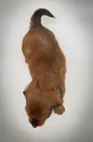 Ranger, a male Miniature Dachshund for sale in Fairbank, IA – Photo 5 of 7