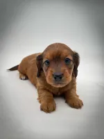 Ranger, a male Miniature Dachshund for sale in Fairbank, IA – Photo 2 of 7
