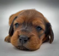 Ranger, a male Miniature Dachshund for sale in Fairbank, IA – Photo 4 of 7