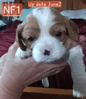 NF1   = (NIKKI FEMALE 1) DAM SEX NUMBER BORN, a female Cavalier King Charles Spaniel for sale in Akeley, MN – 2 of 3