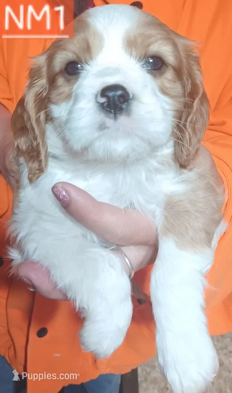 NM1 – Cavalier King Charles Spaniel puppy for sale in Akeley, MN
