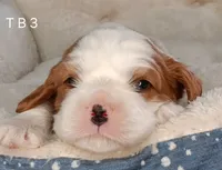 processed/cf760fe7-9f06-430c-bf9b-612948cd3a4c/listing/2a9b1b03-6d11-4ada-832f-b14629c042dd/fba2b6ed-787c-4b71-a1ba-4098b9d78dcb