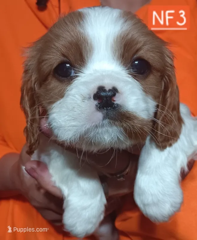 NF3 – Cavalier King Charles Spaniel puppy for sale in Akeley, MN