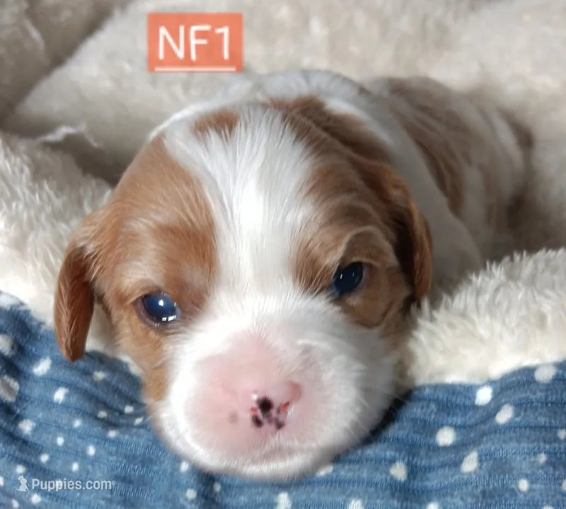 NF1   = (NIKKI FEMALE 1) DAM SEX NUMBER BORN – Cavalier King Charles Spaniel puppy for sale in Akeley, MN