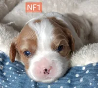 NF1   = (NIKKI FEMALE 1) DAM SEX NUMBER BORN, a female Cavalier King Charles Spaniel for sale in Akeley, MN – 1 of 1