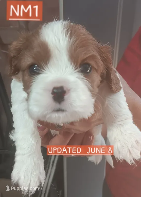 NM1 – Cavalier King Charles Spaniel puppy for sale in Akeley, MN