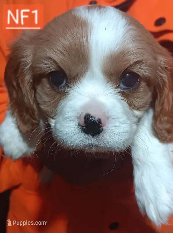 NF1   = (NIKKI FEMALE 1) DAM SEX NUMBER BORN – Cavalier King Charles Spaniel puppy for sale in Akeley, MN