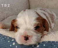 T B 2, a male Cavalier King Charles Spaniel for sale in Akeley, MN – Photo 2 of 2