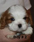 T B 2, a male Cavalier King Charles Spaniel for sale in Akeley, MN – Photo 1 of 2