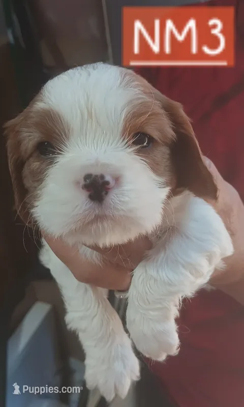 NM3 – Cavalier King Charles Spaniel puppy for sale in Akeley, MN