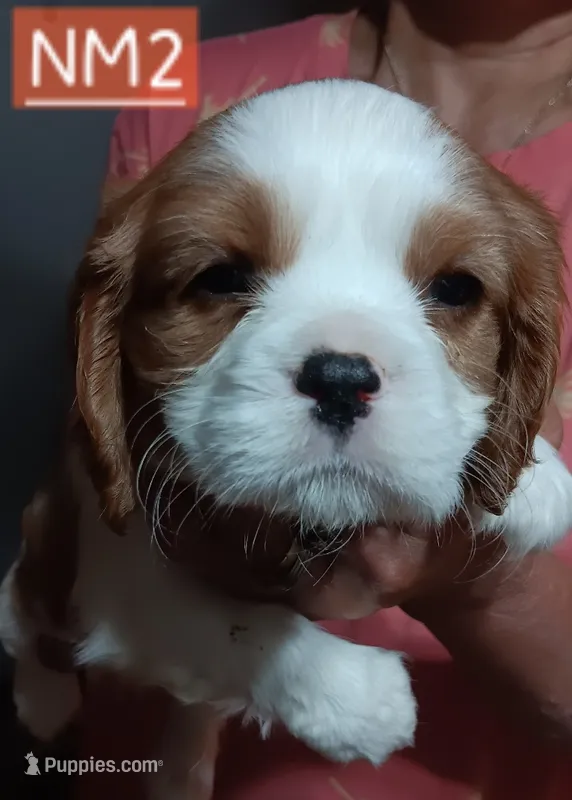 NM2 – Cavalier King Charles Spaniel puppy for sale in Akeley, MN