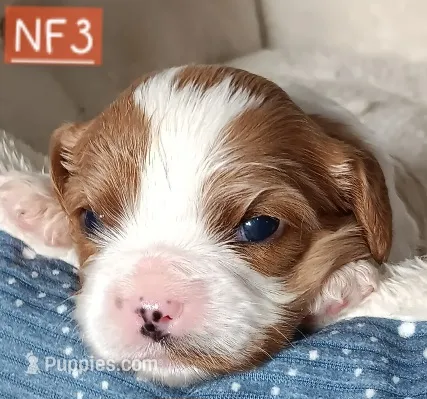 NF3 – Cavalier King Charles Spaniel puppy for sale in Akeley, MN