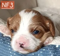 NF3, a female Cavalier King Charles Spaniel for sale in Akeley, MN – 1 of 1