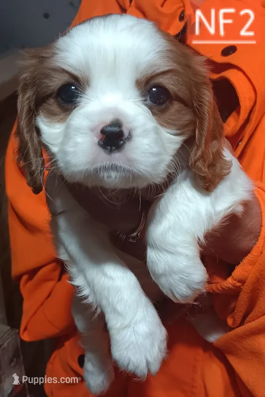 NF2 – Cavalier King Charles Spaniel puppy for sale in Akeley, MN
