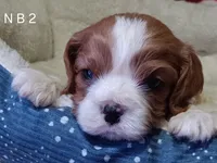 N B 2, a male Cavalier King Charles Spaniel for sale in Akeley, MN – Photo 2 of 2