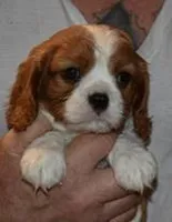 N B 2, a male Cavalier King Charles Spaniel for sale in Akeley, MN – Photo 1 of 2