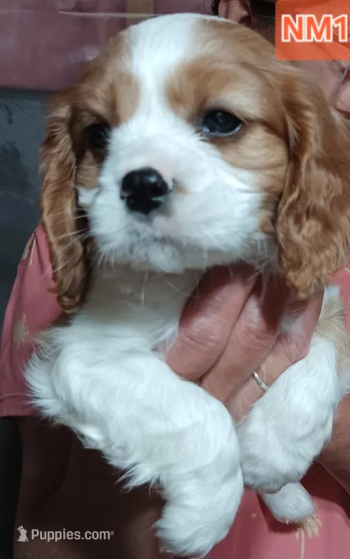 NM1 – Cavalier King Charles Spaniel puppy for sale in Akeley, MN