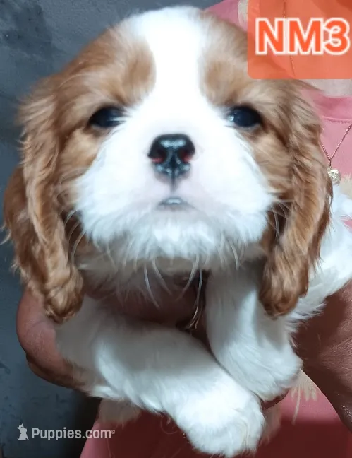NM3 – Cavalier King Charles Spaniel puppy for sale in Akeley, MN
