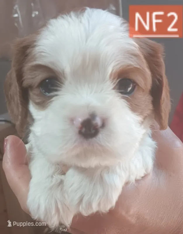 NF2 – Cavalier King Charles Spaniel puppy for sale in Akeley, MN