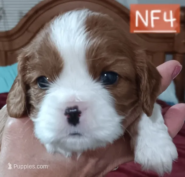 NF4 – Cavalier King Charles Spaniel puppy for sale in Akeley, MN